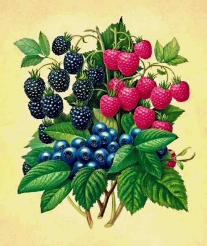 Ежевика живопись