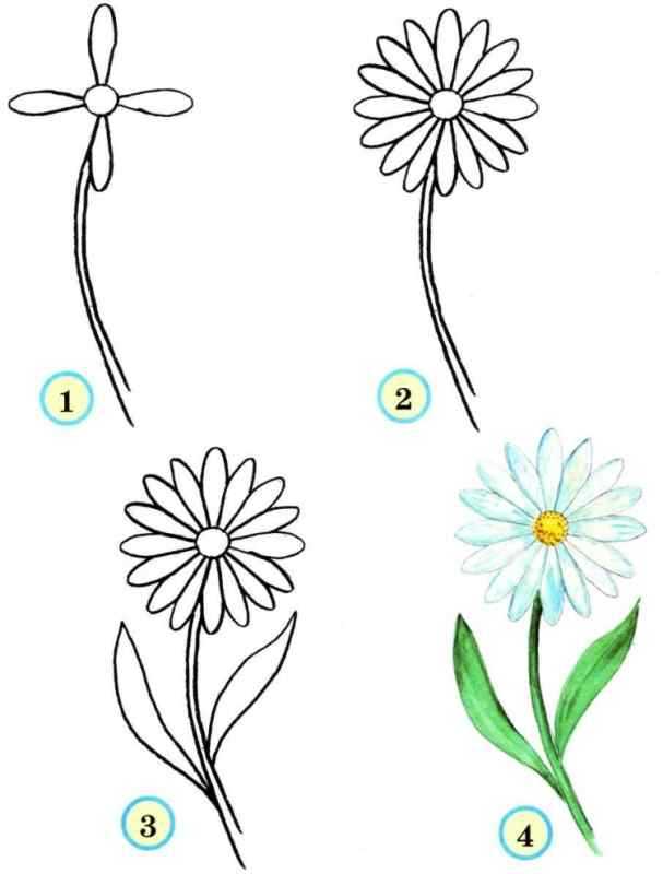 Георгины рисунок поэтапно