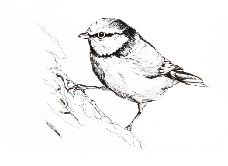 Синичка рисунок карандашом