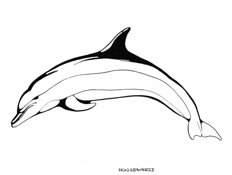 Раскраска "дельфины"