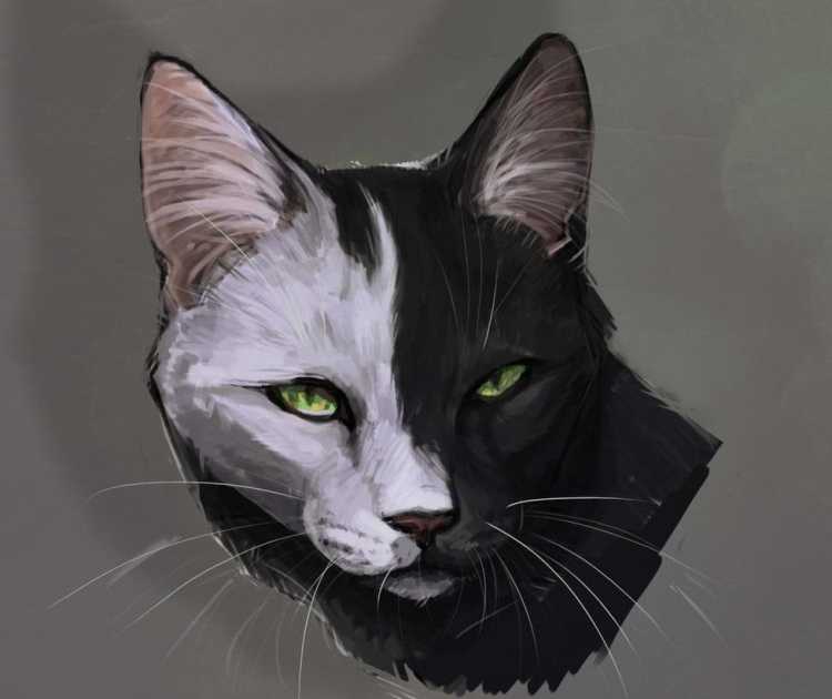 Коты Воители черно белая кошка