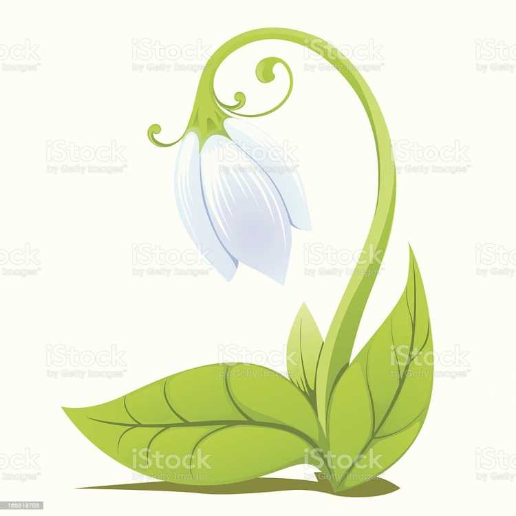 Подснежник узколистный раскраска