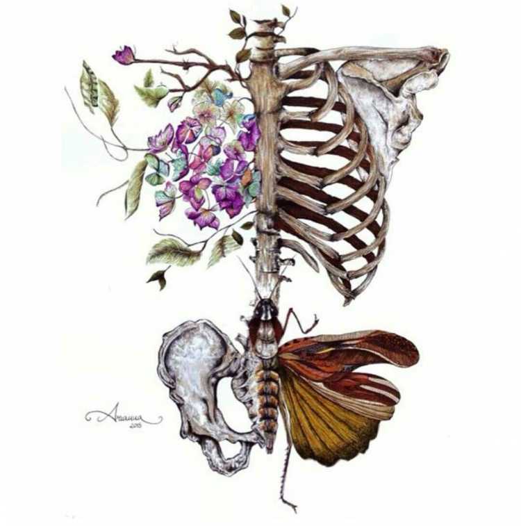 Скелет бабочки