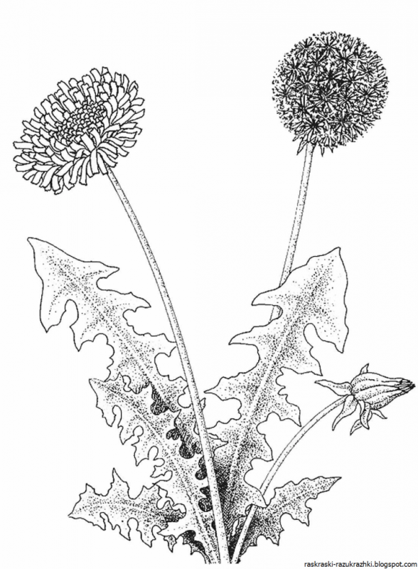 Одуванчик раскраска