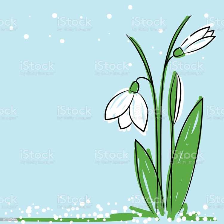 Подснежники на прозрачном фоне