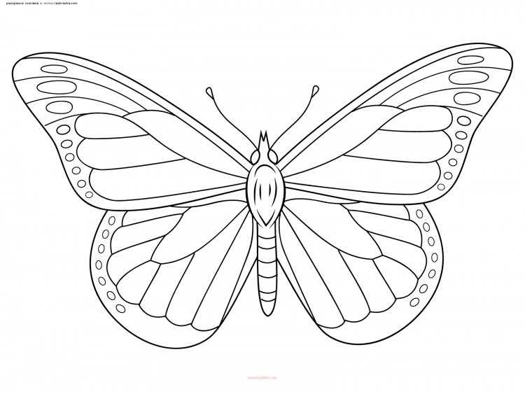 Бабочка голубянка раскраска