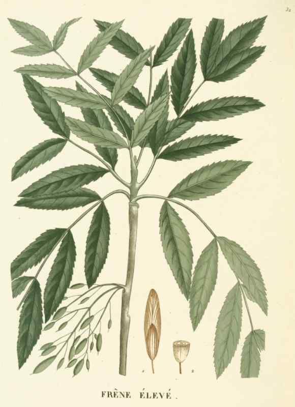 Ясень шерстистый ясень Зибольда