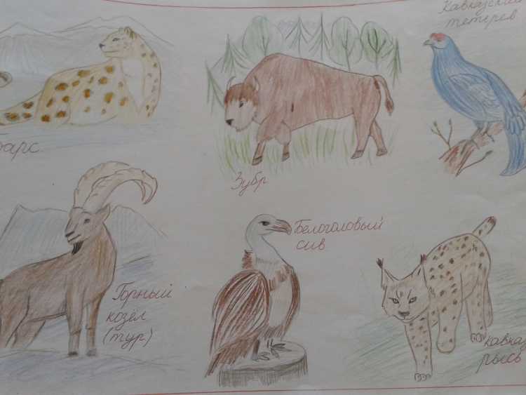 Рисунки краснокнижных животных