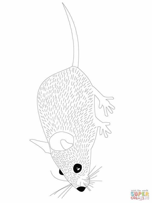 Мышь раскраска для детей