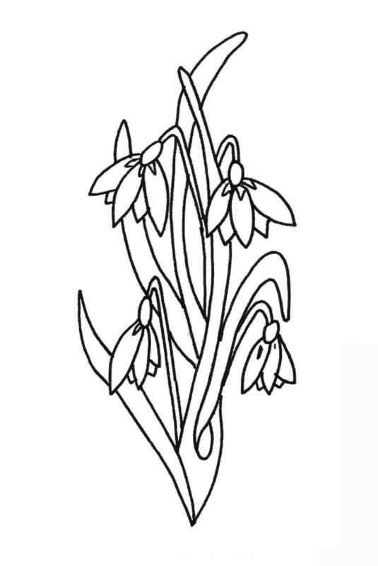 Подснежник раскраска