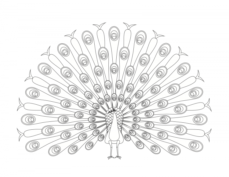 Павлин. Раскраска