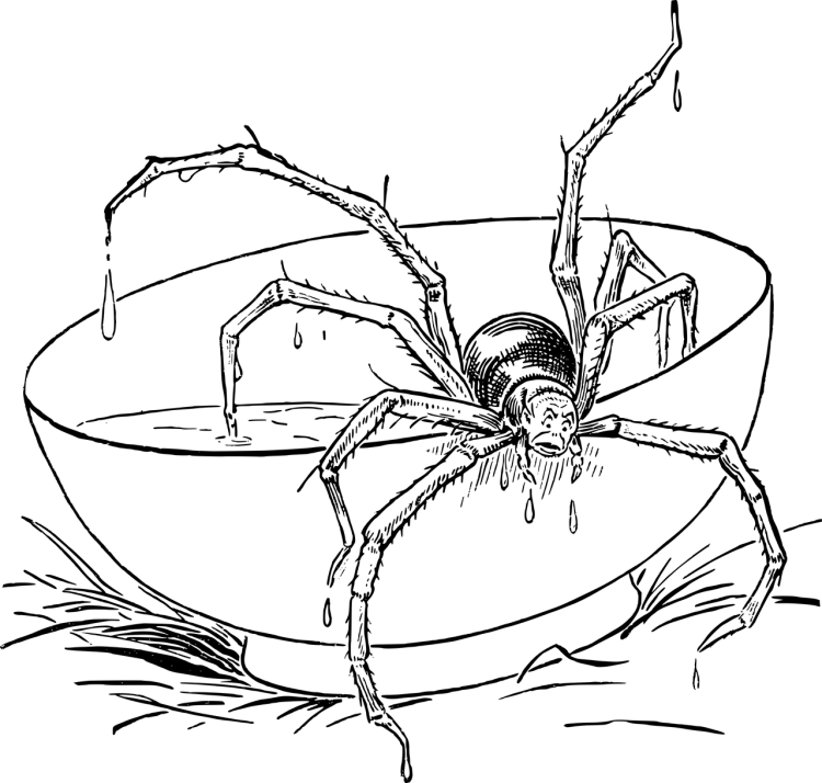 Сложные раскраски пауки