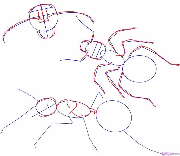 Схема рисования муравья для детей