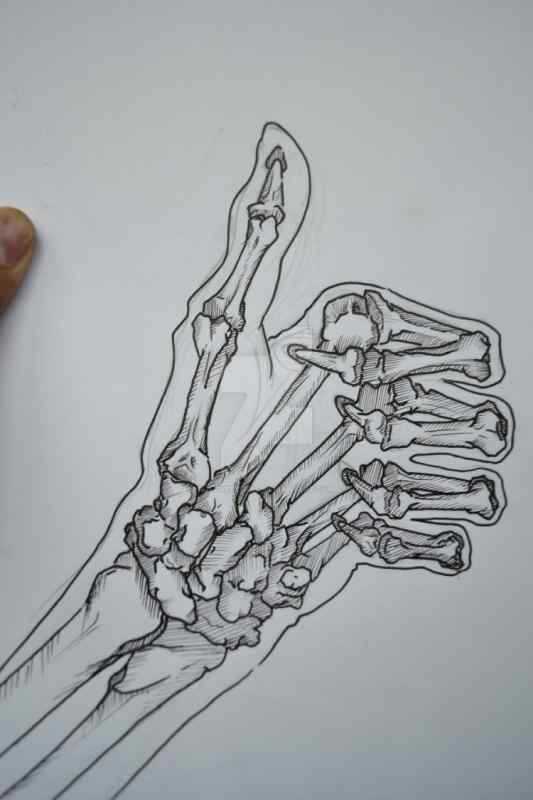 Кости кисти анатомия