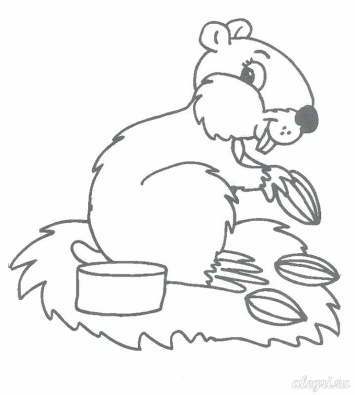 Белка на дереве раскраска