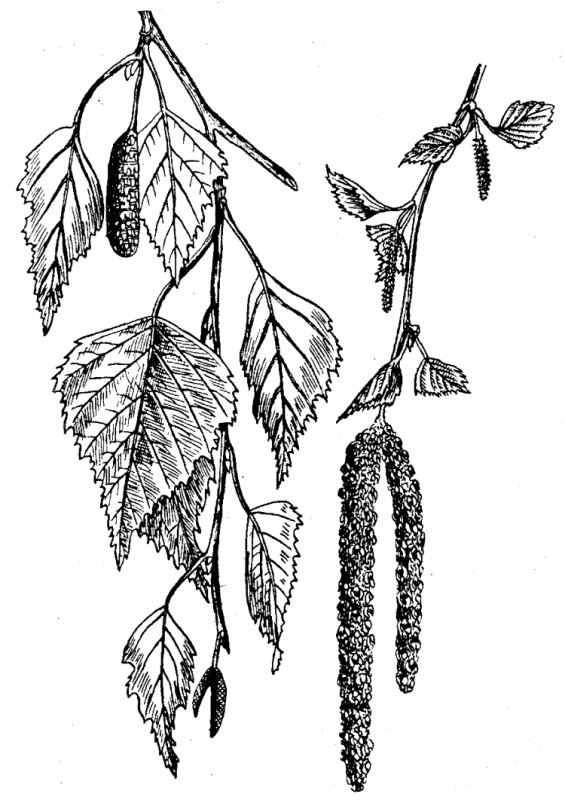 Дерево для раскрашивания без листьев