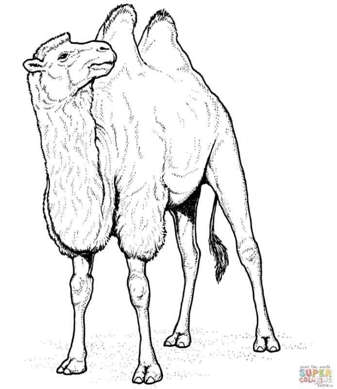 Верблюд раскраска для детей