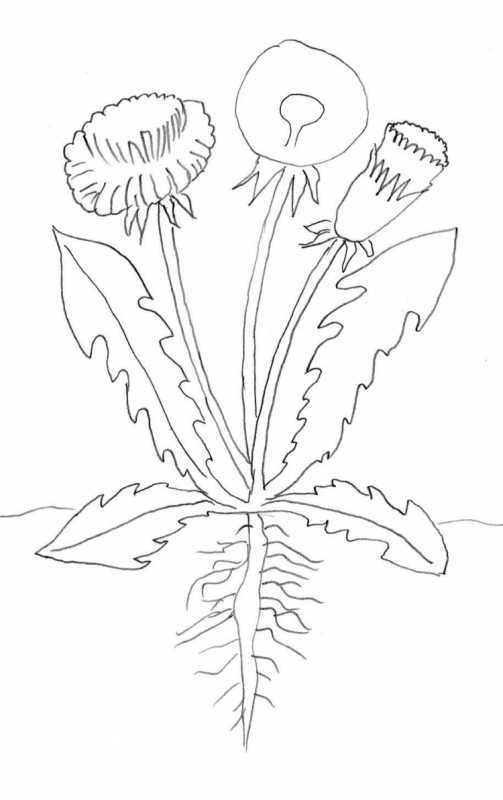 Раскраска полевые и луговые цветы