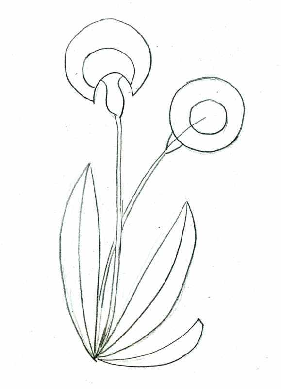 Скетчинг растение одуванчик