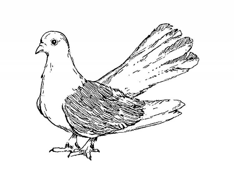 Контурное изображение голубя