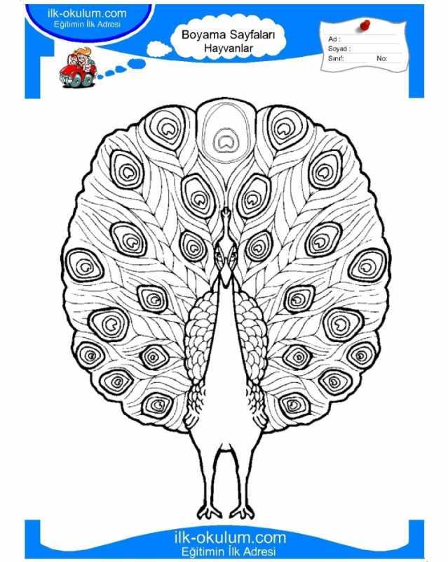 Павлин раскрашенный