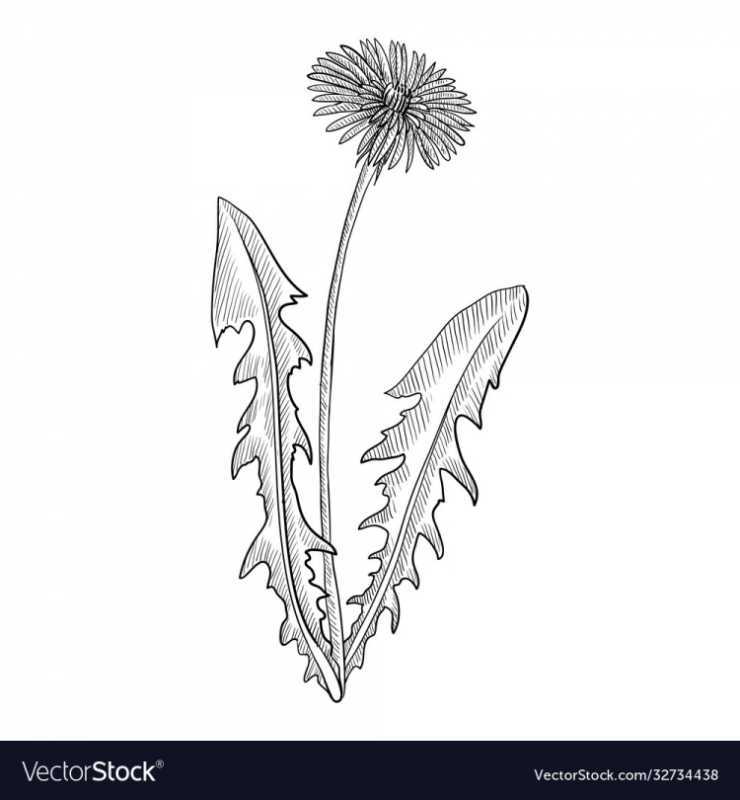 Одуванчик карандашом