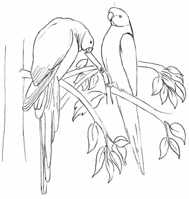 Домашние питомцы раскраска для детей