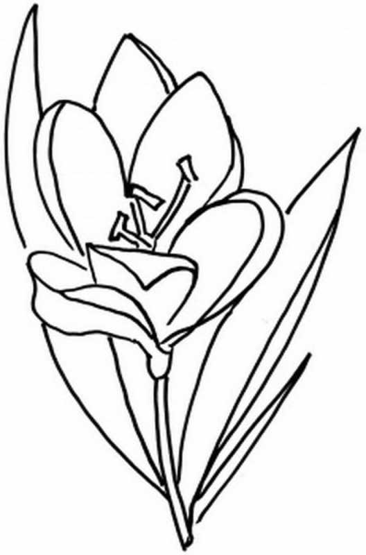 Тюльпан раскраска для детей