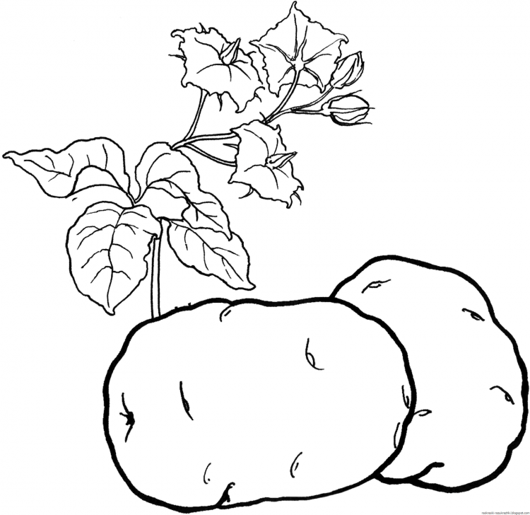 Раскраски для детей 3-4 лет овощи и фрукты