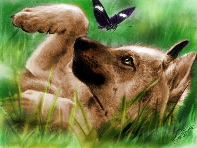 Грустные рисунки с животными