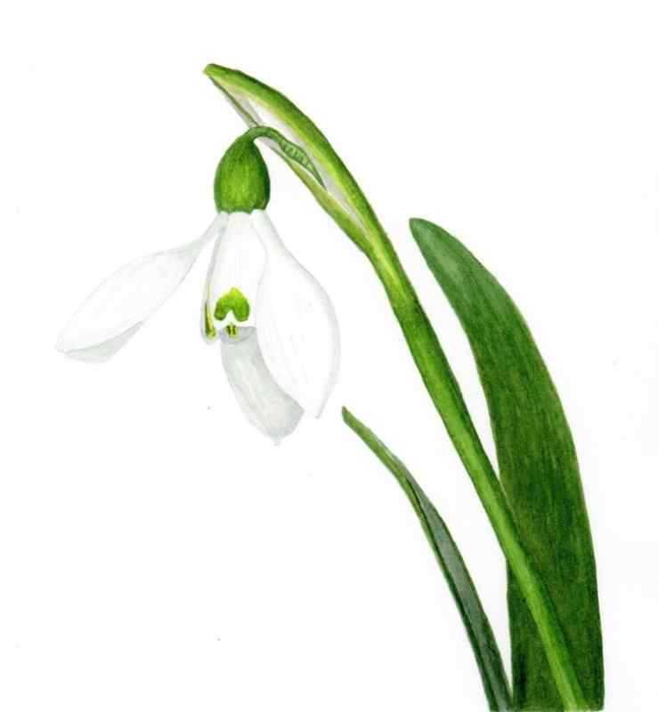 Первоцветы раскраска для детей