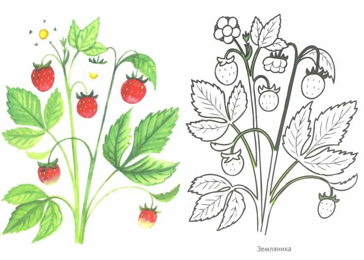 Нарисовать куст земляники