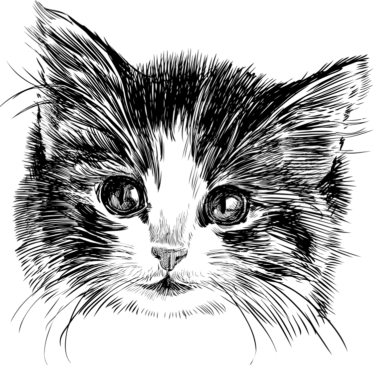 Набросок головы кота