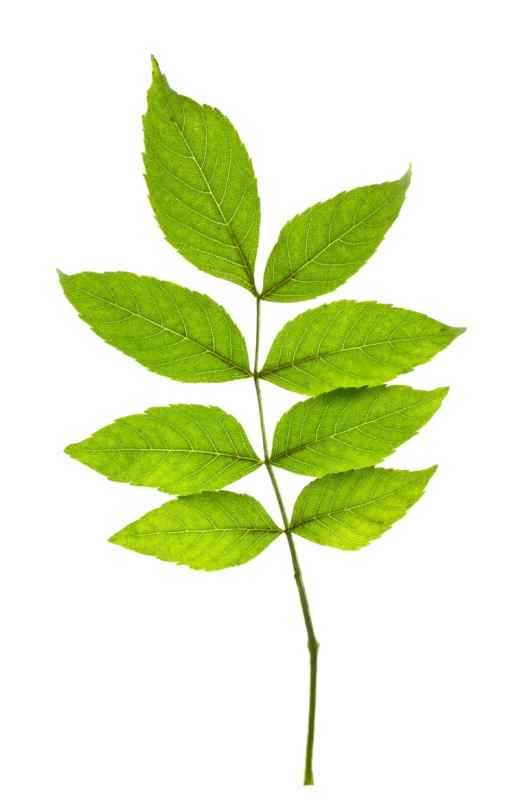 Ясень листья