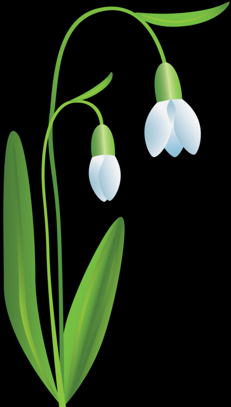 Подснежники на белом фоне