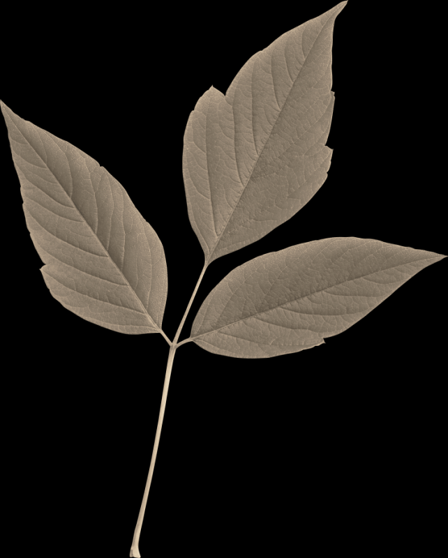 Лист ясеня на белом фоне