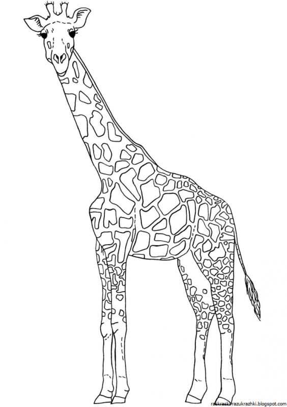 Мультяшные животные