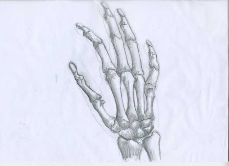 Скелет руки