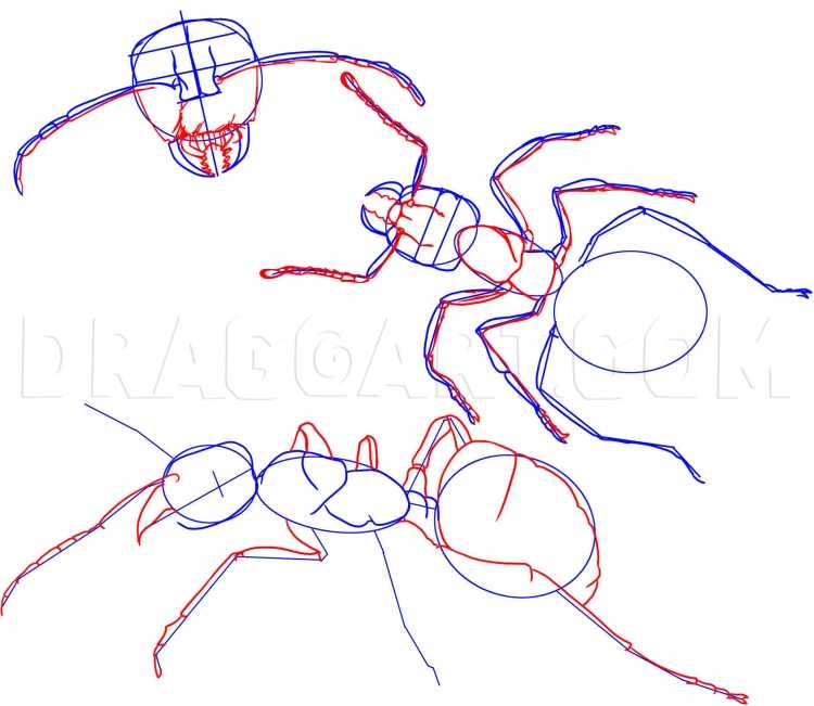 Детские картинки муравей Жук комар