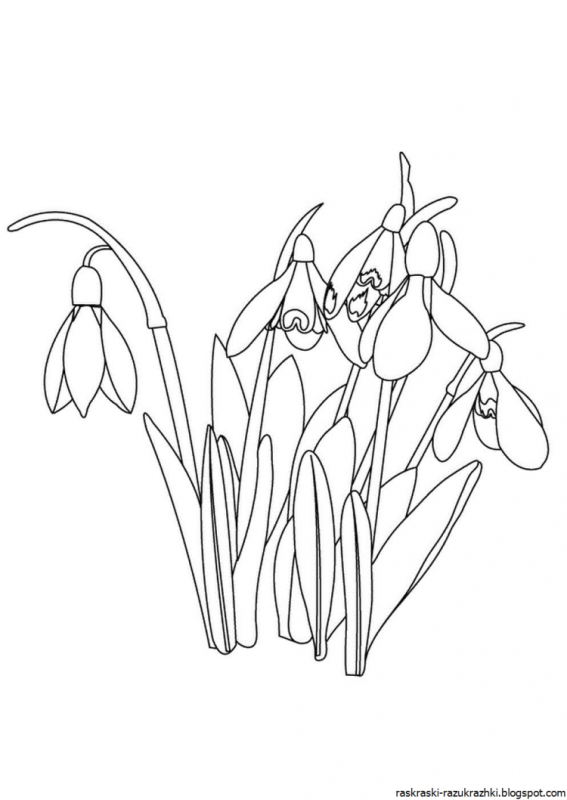 Подснежник раскраска