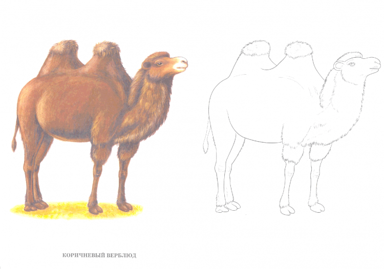 Верблюд раскраска