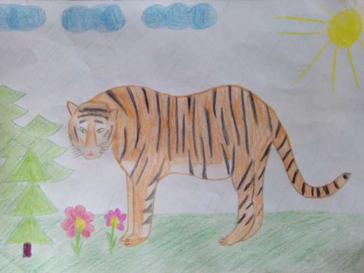 Срисовать Амурского тигра