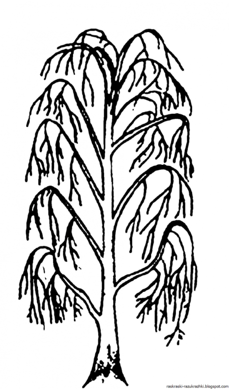 Березы Векторная Графика