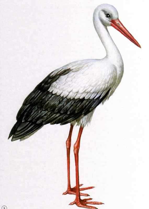 Раскраска Аист с младенцем