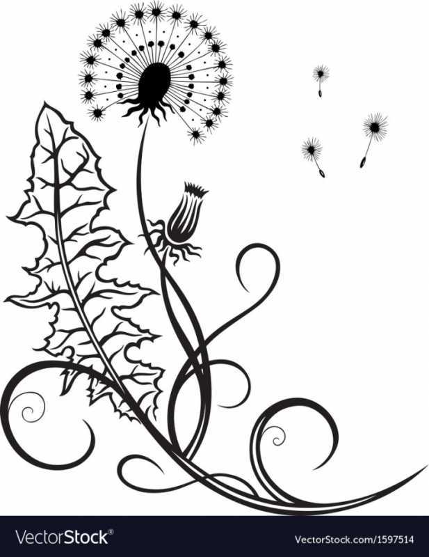 Одуванчик рисунок карандашом для детей