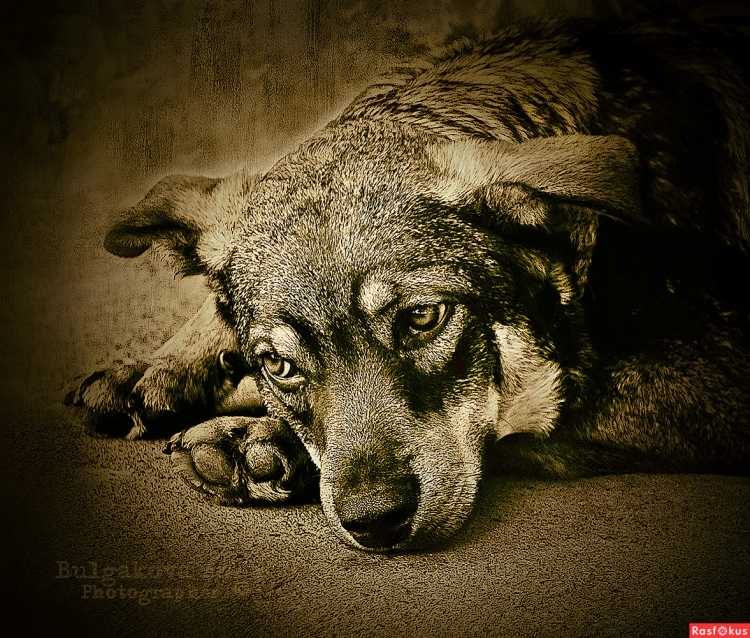 Брошенная собака