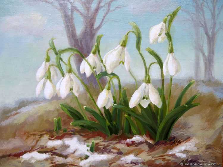 Рисунки первоцветов в графике