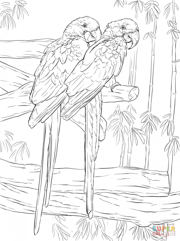 Попугай ара раскраска