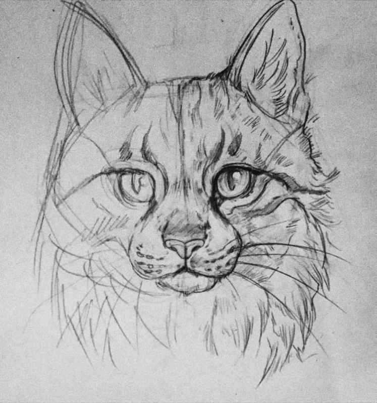 Набросок кошачьей мордочки