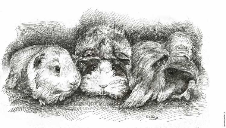 Милые картины с животными